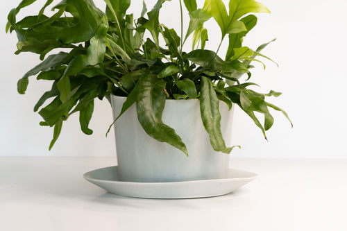 Planters