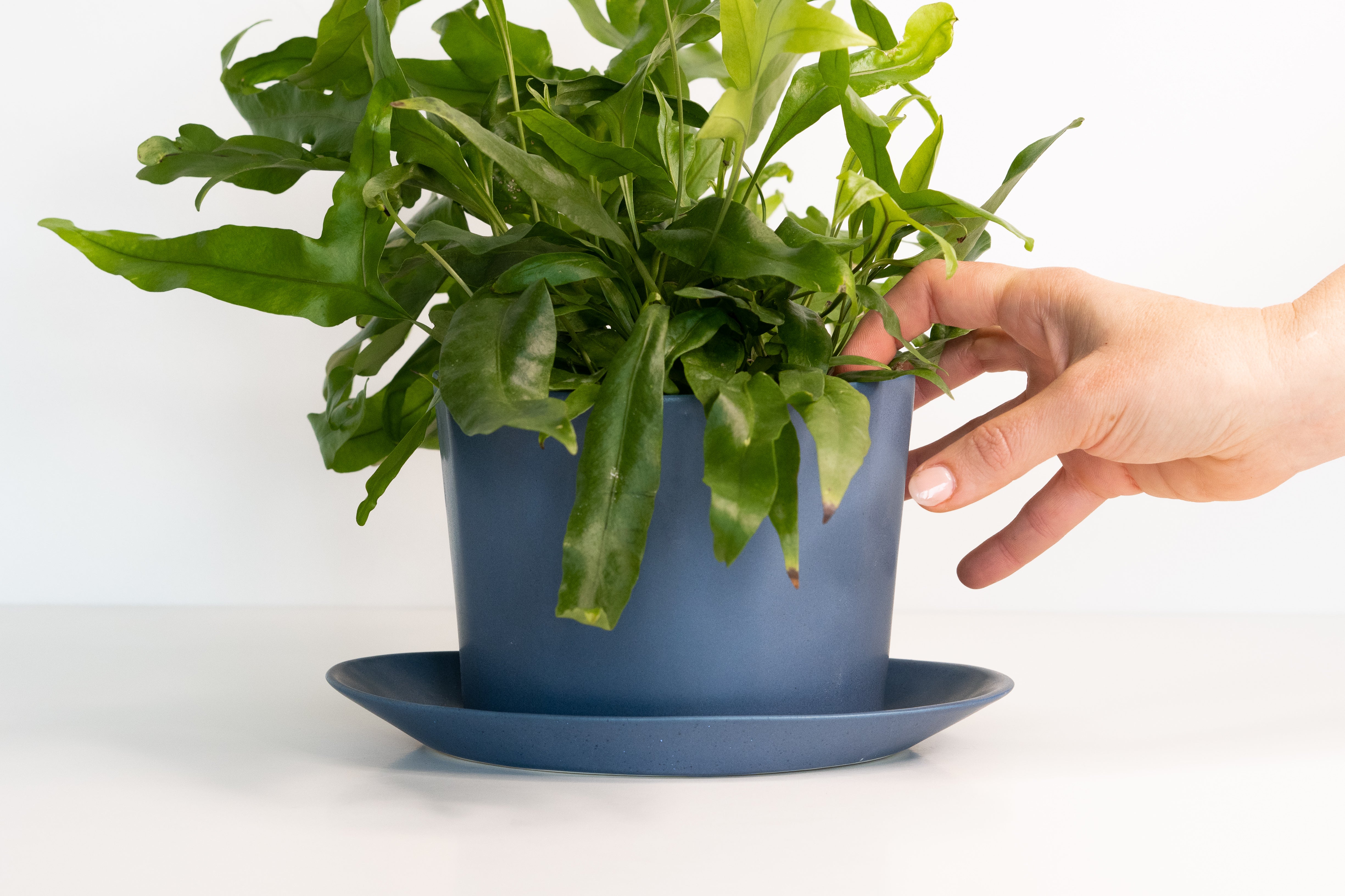 native planter
