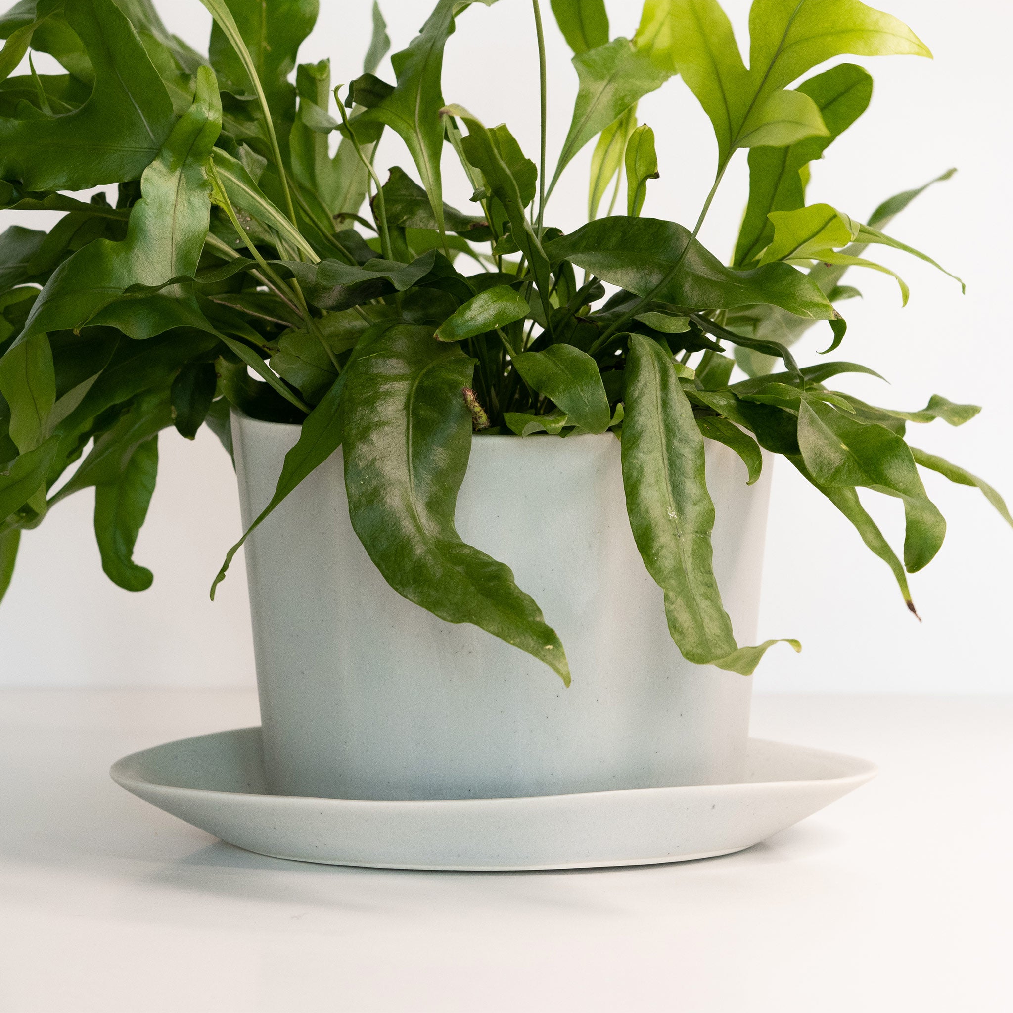 Native Oval Planter - Handmade Porcelain Planter Smoke Grey Ember Collective