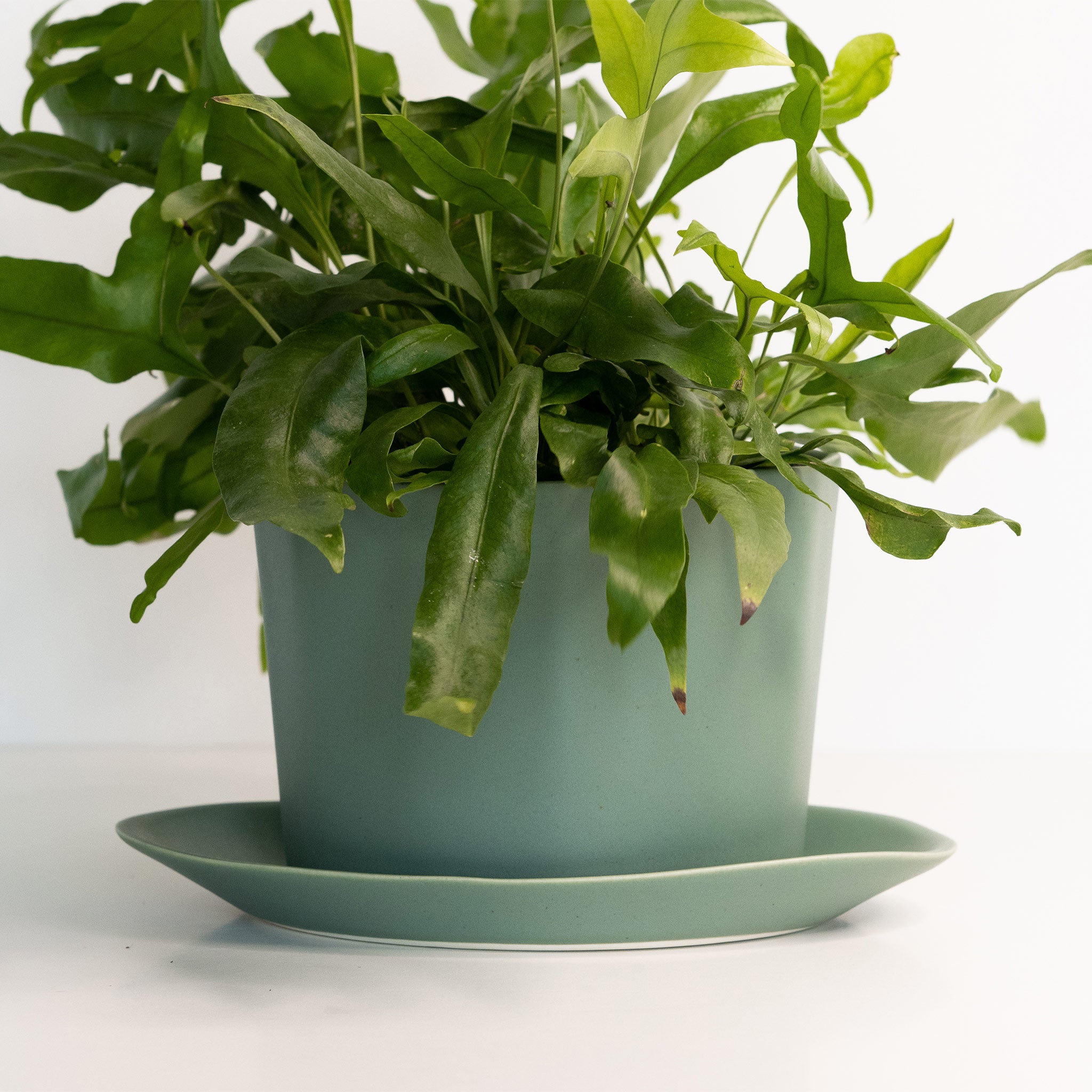 Native Oval Planter - Handmade Porcelain Planter Rosemary Green Ember Collective