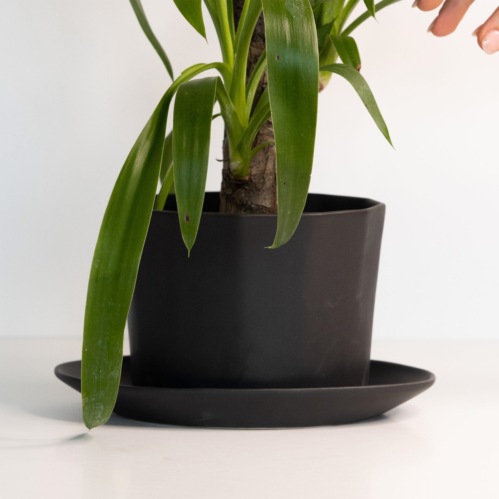 Native Oval Planter - Handmade Porcelain Planter Mica Black The Bright Angle